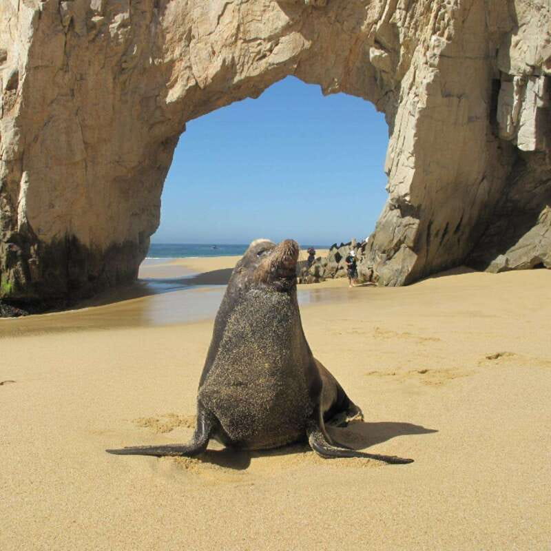 Los Cabos: Glass Bottom Kayak and Snorkel Tour at the Arch - Frequently Asked Questions