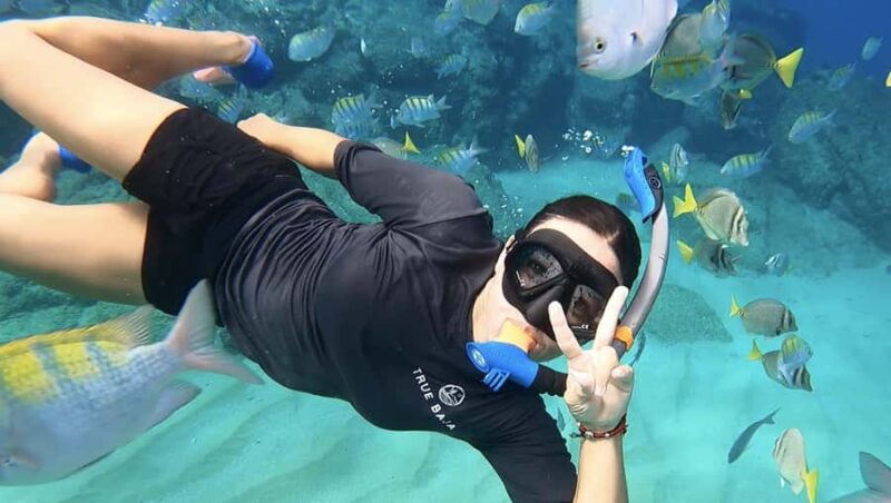 Los Cabos: Guided Snorkeling Tour with Transportation - Exploring Chileno Bay’s Marine Diversity