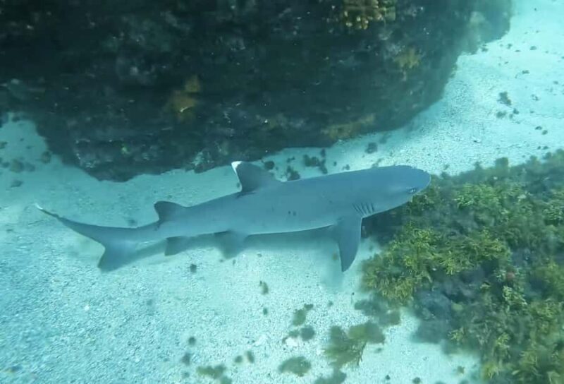 Los Cabos: Guided Snorkeling Tour with Transportation - Considerations and Limitations