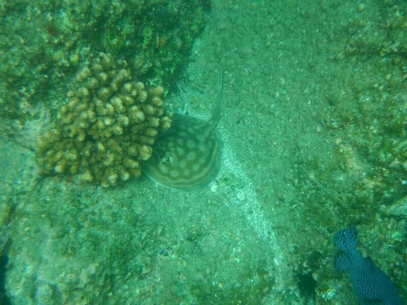 Los Cabos: Kayaking and Snorkeling in Two Pristine Bays - The Experience Guides and Customer Satisfaction