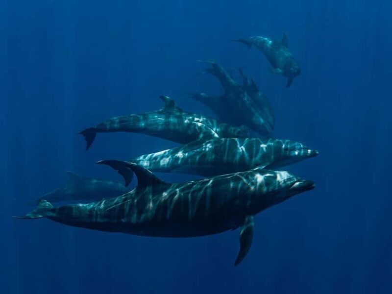 Los Cabos: Ocean Safari Snorkeling and Freediving Tour - Dive into the Los Cabos Ocean Safari Experience for $316