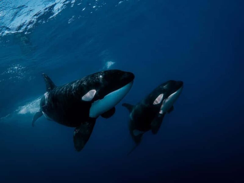 Los Cabos: Ocean Safari Snorkeling and Freediving Tour - Key Points