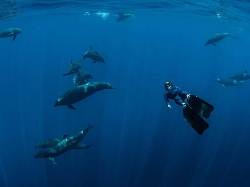Los Cabos: Ocean Safari Snorkeling and Freediving Tour - Seasonality and Wildlife Sightings