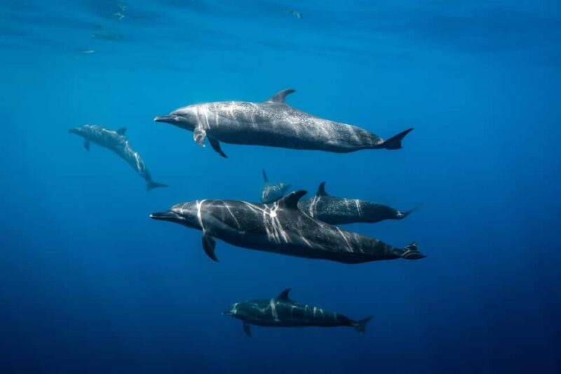 Los Cabos: Ocean Safari Snorkeling and Freediving Tour - The Value of an Ecotourism-Focused Ocean Safari