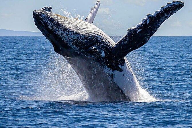 Los Cabos Private Yacht Whale Watching Tour, Snorkel and Drinks - Scenic Sights at El Arco and Beyond