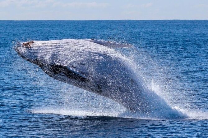 Los Cabos Private Yacht Whale Watching Tour, Snorkel and Drinks - Meeting Point and Practical Details