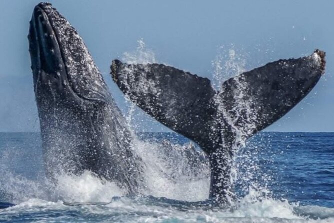 Los Cabos Private Yacht Whale Watching Tour, Snorkel and Drinks - Honest Review of the Experience and Limitations