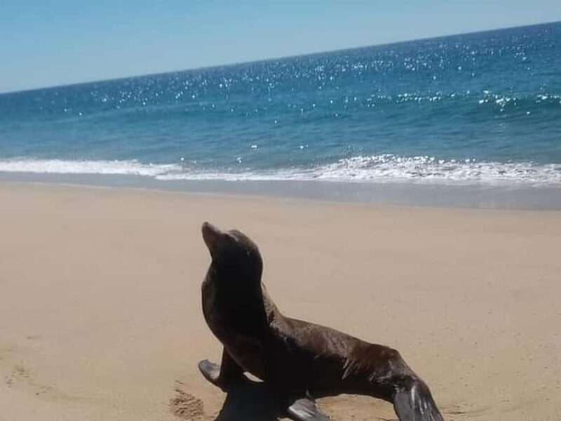 Los Cabos: Santa Maria & Chileno Bay Snorkel Adventure - Practicalities and Accessibility for Participants