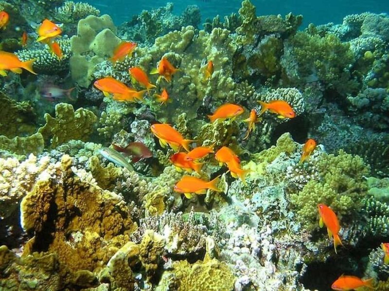 Los Cabos: Santa Maria & Chileno Bay Snorkel Adventure - Comparing with Similar Snorkeling Tours in Los Cabos