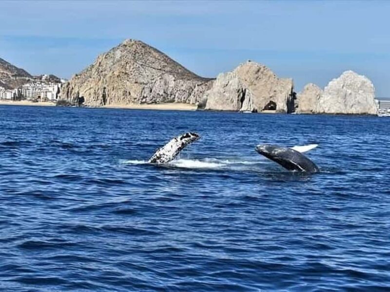Los Cabos: Santa Maria & Chileno Bay Snorkel Adventure - Who Will Enjoy This Snorkel Adventure?