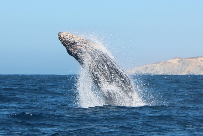 Los Cabos Sightseeing and Cultural Day Trip with Boat Ride - Convenience and Comfort with Hotel Pickup and Drop-off
