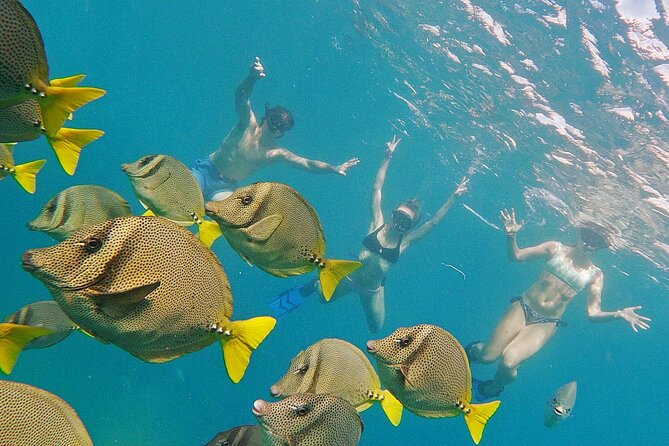 Los Cabos Snorkeling Tour by Speed Boat with Photos Included - Snorkeling Equipment, Photos, and Refreshments