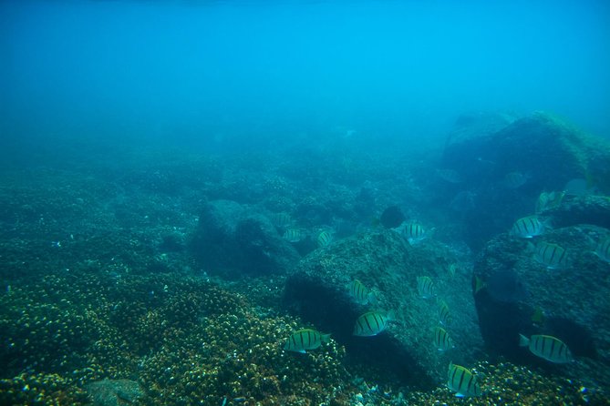 Los Cabos Snorkeling Tour to Chileno Bay and Santa Maria Cove - Timing and Best Conditions for Snorkeling