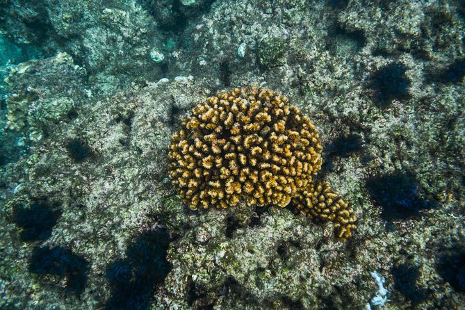 Los Cabos Snorkeling Tour to Chileno Bay and Santa Maria Cove - Why This Tour Excels: Marine Life and Expert Guides