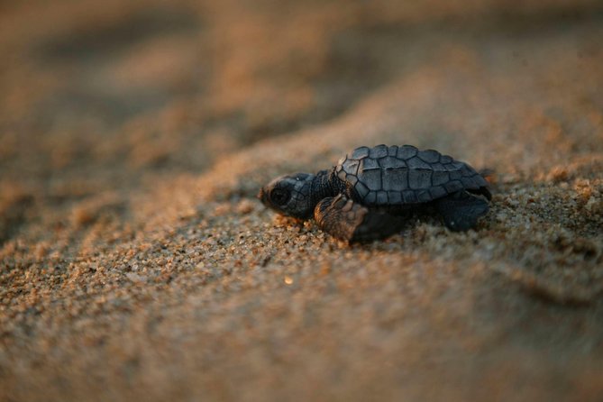 Los Cabos Turtle Release Eco-Experience - Discover the Los Cabos Turtle Release Eco-Experience