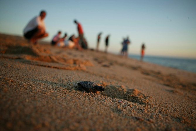 Los Cabos Turtle Release Eco-Experience - The Role of the Guides and Their Knowledge