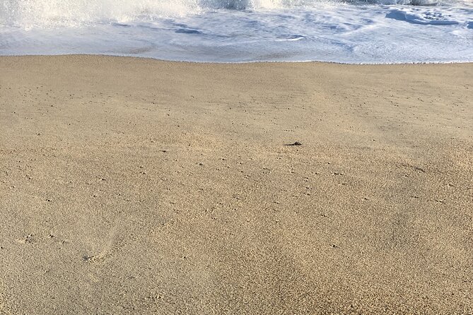 Los Cabos Turtle Release Eco-Experience - Logistics and Meeting Arrangements