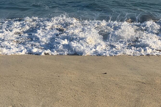 Los Cabos Turtle Release Eco-Experience - What to Expect During the Turtle Release