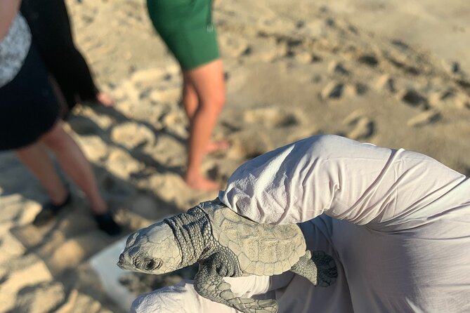 Los Cabos Turtle Release Eco-Experience - The Impact of Weather and Environmental Conditions