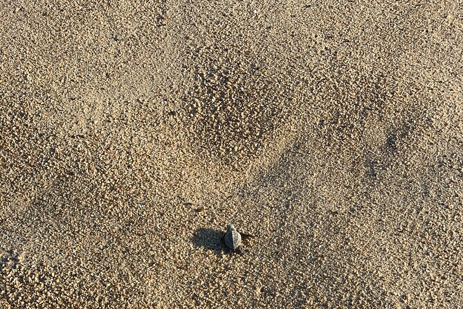 Los Cabos Turtle Release Eco-Experience - Practical Tips and Recommendations