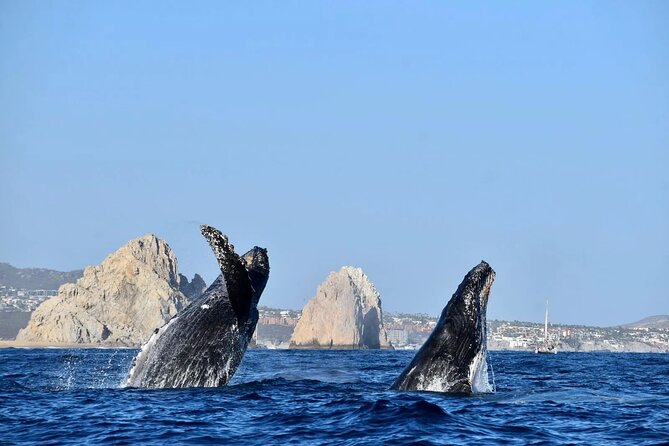 Los Cabos Whale Watching Adventure with Snacks and Drinks - The Departure Points and Transportation Options in Cabo San Lucas