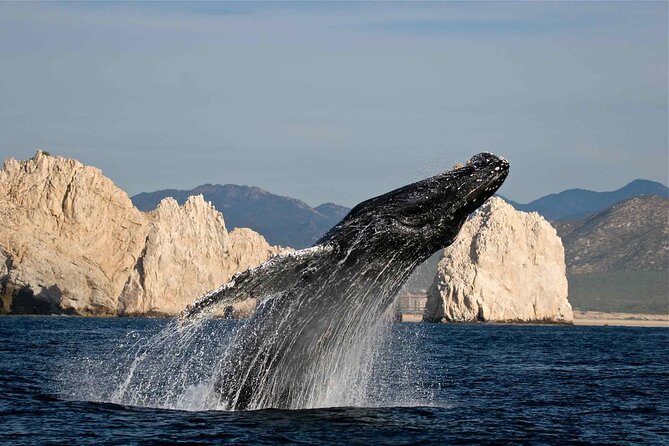 Los Cabos Whale Watching Adventure with Snacks and Drinks - What Makes This Whale Watching Tour Stand Out