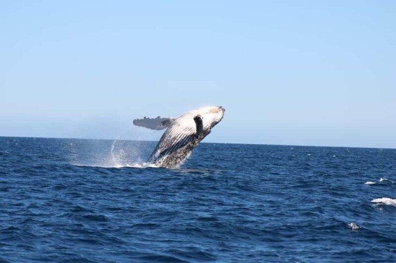 Los Cabos: Whale Watching and Safari - Discover the Affordable and Engaging Whale Watching Tour in Los Cabos