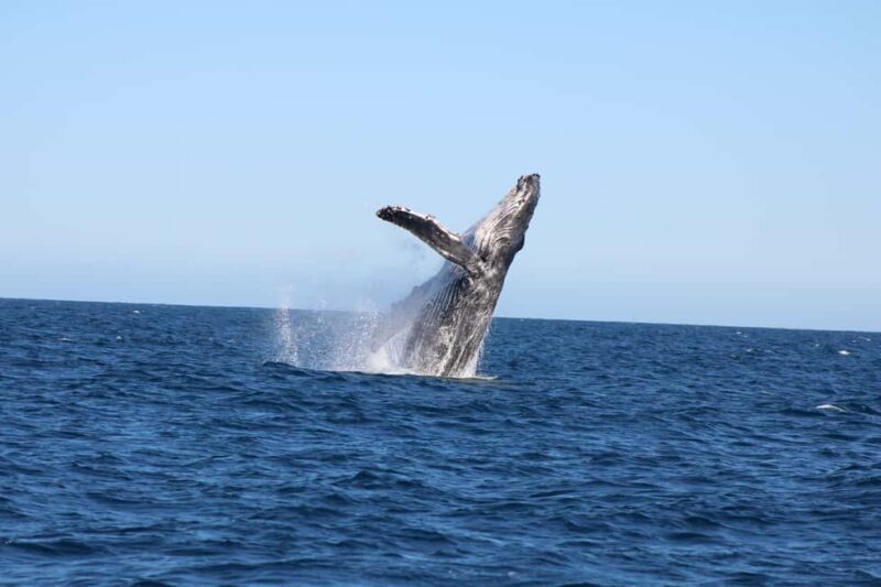 Los Cabos: Whale Watching and Safari - Clear Meeting Point at Cabo San Lucas Terminal