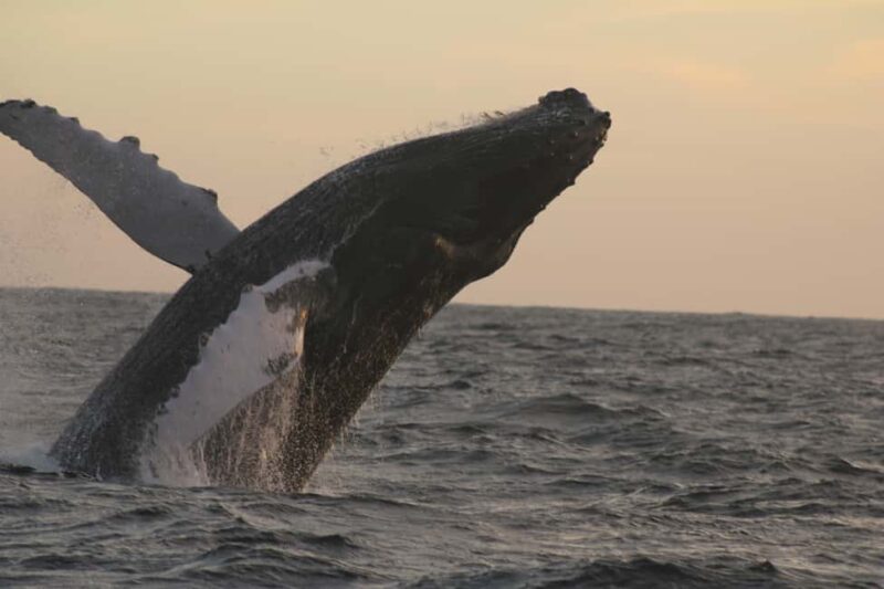 Los Cabos: Whale Watching and Safari - Expertise of the Bilingual Guide Enhances the Experience