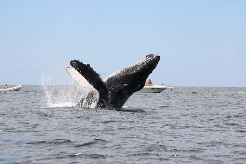 Los Cabos: Whale Watching and Safari - Prime Viewing for Humpback Whales and Other Marine Life