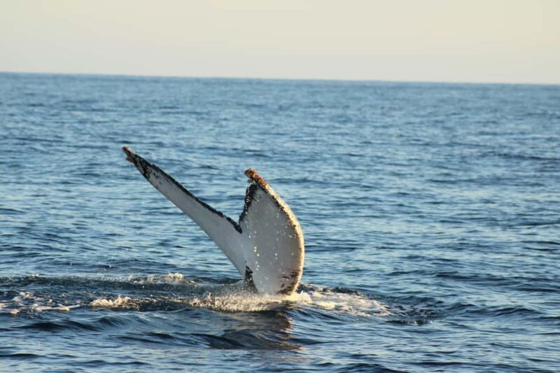Los Cabos: Whale Watching and Safari - Encountering Other Marine Animals During the Tour