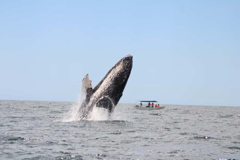 Los Cabos: Whale Watching and Safari - Reflection and Photo Opportunities on the Return Cruise