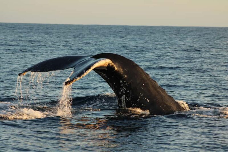 Los Cabos: Whale Watching and Safari - Booking Flexibility and Cancellation Policy