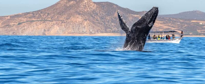 Los Cabos: Whale Watching by Glass Bottom Boat - The Glass Bottom Boat: Expectations and Realities