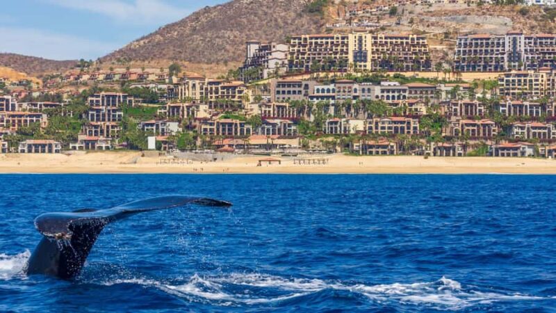 Los Cabos: Whale Watching by Glass Bottom Boat - Practical Tips and Considerations for Booking