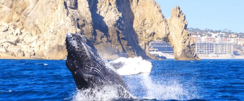 Los Cabos: Whale Watching by Glass Bottom Boat - Los Cabos: Whale Watching by Glass Bottom Boat – Final Thoughts