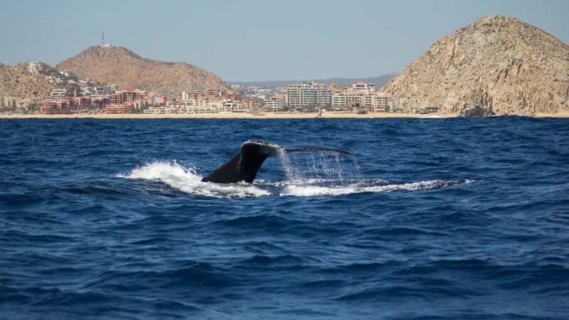 Los Cabos: Whale Watching by Glass Bottom Boat - Frequently Asked Questions