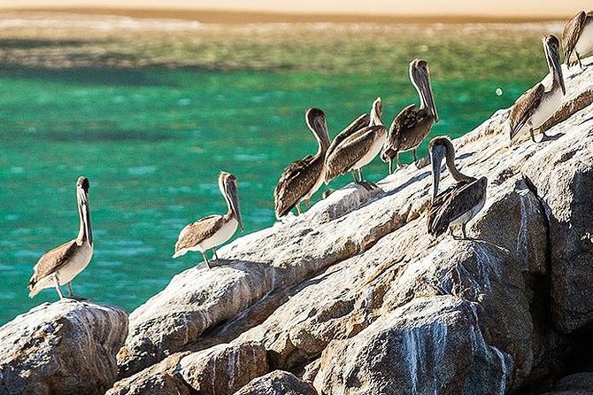 Los Cabos Whale Watching Cruise Including Breakfast - Practical Details: Booking, Group Size, and Fees