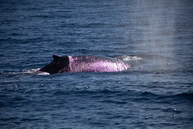 Los Cabos Whale Watching Cruise Including Breakfast - Considerations for a Smooth Experience