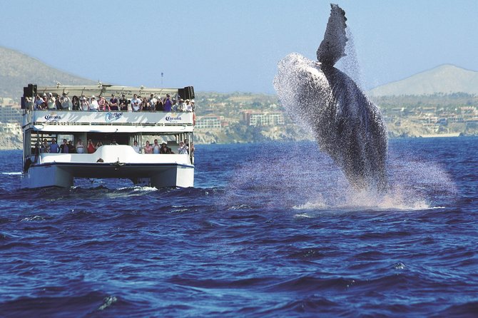 Los Cabos Whale Watching Cruise Including Breakfast - Final Thoughts on the Cabo San Lucas Whale Watching Cruise