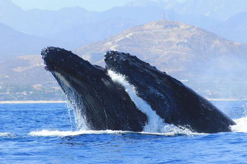 Los Cabos: Whale Watching (Transport and Pictures Included) - Discover the Excitement of Whale Watching in Los Cabos for $91