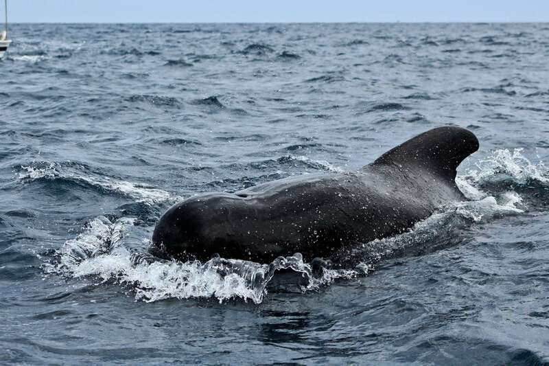 Los Cabos: Whale Watching (Transport and Pictures Included) - The Main Event: Whale Encounters in the Gulf of California