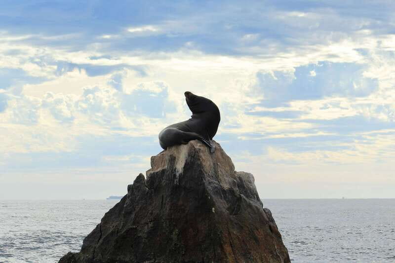 Los Cabos: Whale Watching (Transport and Pictures Included) - Who Should Book This Tour?