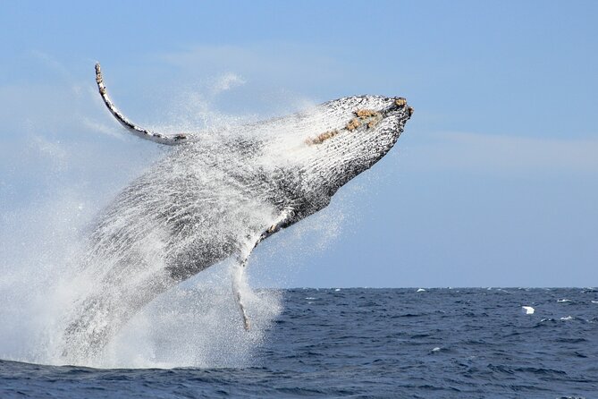 Los Cabos Whale Watching (Transportation and Pictures Included) - Key Points