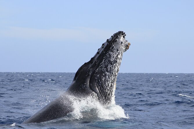 Los Cabos Whale Watching (Transportation and Pictures Included) - Comfortable Transportation and Hotel Pick-up