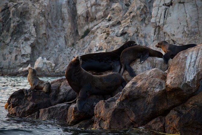 Los Cabos Whale Watching (Transportation and Pictures Included) - Respectful Marine Observation and Environmental Guidelines