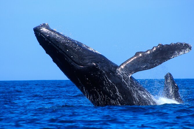 Los Cabos Whale Watching (Transportation and Pictures Included) - Flexibility, Rescheduling, and Cancellation Policy