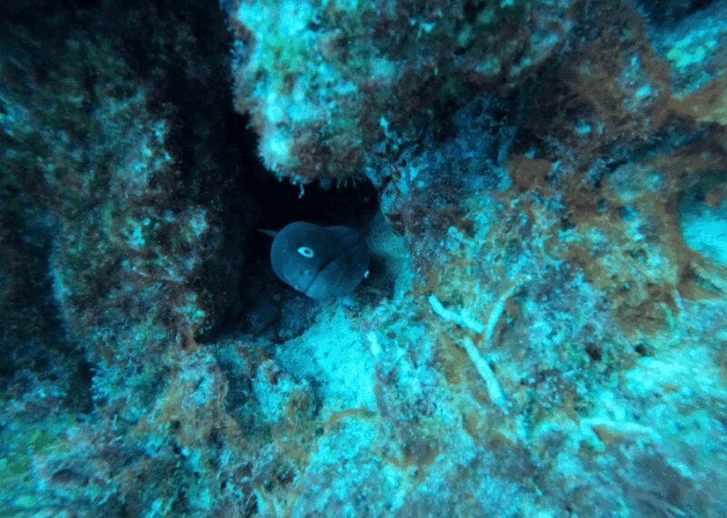 Los Cristianos: Basic Diver Course - Discover Scuba Diving in Los Cristianos with Ocean Dreams Tenerife