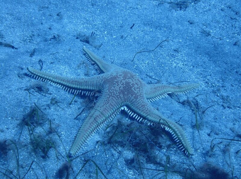 Los Cristianos: Basic Diver Course - Instructors and Group Size for a Personalized Experience