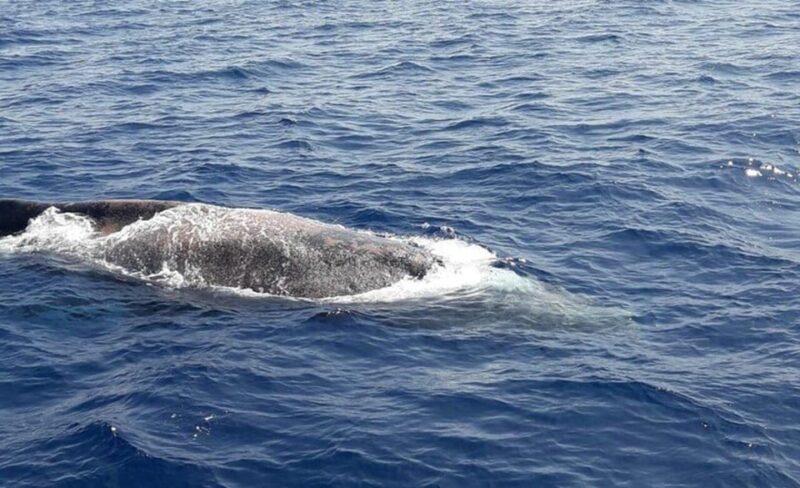 Los Cristianos: Eco-Yacht Whale Watching Cruise with Swim - Marine Wildlife You Can Expect to See